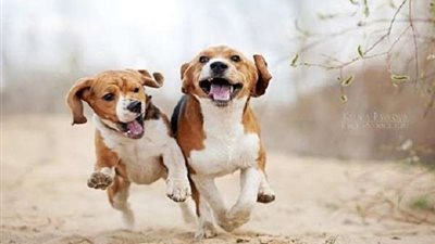 أطباء يستعينون بالكلاب فى الكشف عن الأورام السرطانية