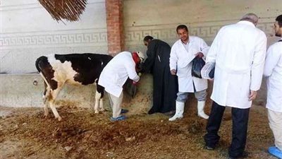 تحصين 31 ألف رأس ماشية ضد مرض الجلد العقدي بالشرقية