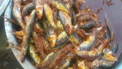 مع اقتراب شم النسيم.. ضبط 31 طن أسماك غير صالحة في حملة بالقليوبية