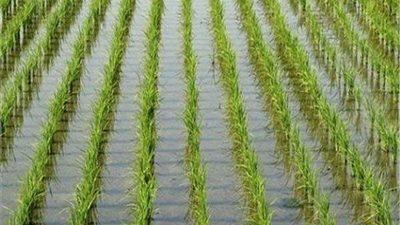 اتحاد الصناعات يكشف المسئول الأول عن ارتفاع أسعار الأرز