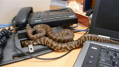 بالفيديو.. الثعابين تسيطر على مقر رئاسة ليبيريا