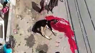 أهالي الباجور يذبحون عجل ويوزعون اللحوم على المواطنين احتفالًا بالاستفتاء