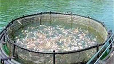 وزير الزراعة يناقش مشروع تدريب الشباب  على الإستزراع السمكي