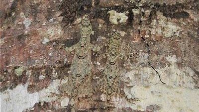 باحث يكشف عن حقيقة انتشار التنين الأسطوري فى الهند