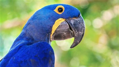 القبض على ببغاء في البرازيل.. والسبب!