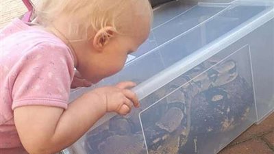 بالصور.. أب يعثر على أفعى طولها 2 متر بجوار رضيعته
