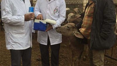 الطب الوقائي: تسجيل 111 ألف رأس ماشية للتعرف على الأمراض الوبائية