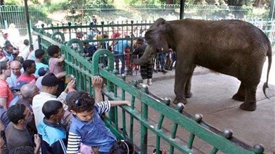 أمن الجيزة يكثف انتشار قواته بمحيط حديقة الحيوان لضبط الحالة الأمنية