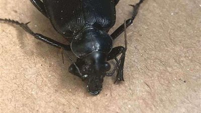 بعد انتشارها مؤخرًا.. خنافس 