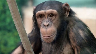 بالفيديو.. شمبانزي يتصفح حسابه على 