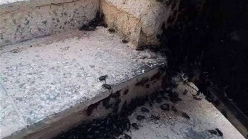 بلدنا اليوم