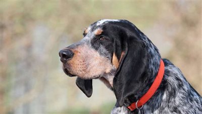 كلب يدل الشرطة على جثة صاحبه