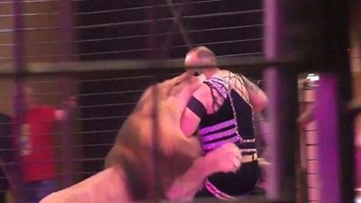 بالفيديو.. أسد يهاجم مدربه وسط رعب الجماهير