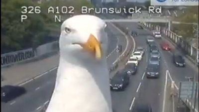 طائر النورس يفسد عملية تصوير السيارات على الطريق