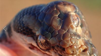 العثور على ثعبان بثلاث عيون في أستراليا