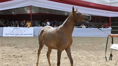 انطلاق فعاليات مهرجان الخيول العربية بالغربية بمشاركة 13 محكمًا