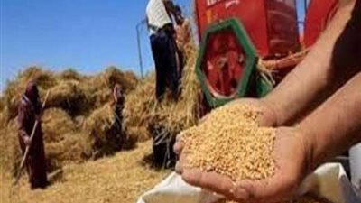 التموين: استلام 285 ألف طن قمح محلي حتى الآن
