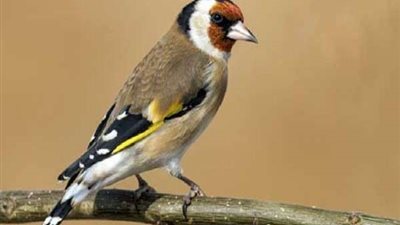 طائر أسترالي يمنع تنفيذ مشروع لاستخراج 27 مليار طنًا من الفحم