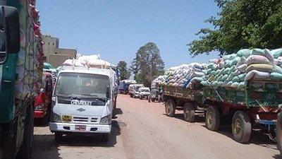 توريد 115 ألف طن قمح لصوامع وشون الشرقية