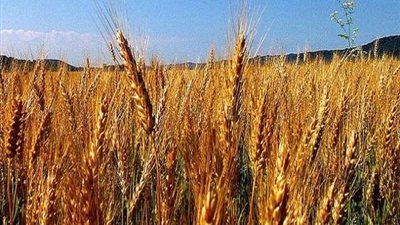 توريد 318 طن قمح للشون والصوامع في البحيرة