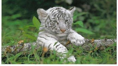 الشرطة الفرنسية تلقي القبض على نمر أبيض ..والسبب!