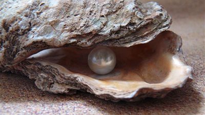 استشاري طاقة حيوية: اللؤلؤ يساعد على تقوية الذاكرة فى الامتحانات