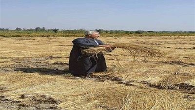 نقيب الفلاحين: مصر تحتاج 4.5 مليون طن أرز شعير سنويًا