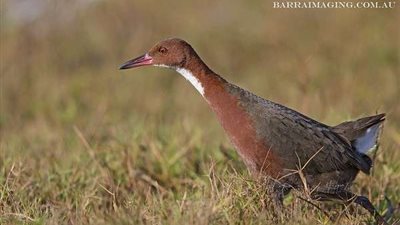 طائر يعود للحياة من جديد بعد انقراضه
