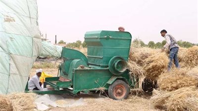 توريد 53 ألفا و913 طن قمح لصوامع القليوبية