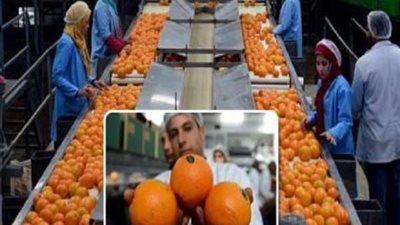 نائب وزير الزراعة تبحث مع سفير نيوزيلاندا نقل التكنولوجيا وتصدير البرتقال