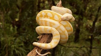 هندي يقتل ثعبان بطريقة غريبة