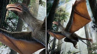 العثور على بقايا ديناصور بأجنحة غريبة