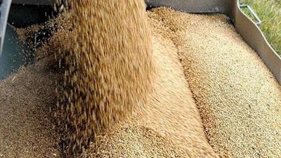 محافظ البحيرة: حصاد 248 ألف فدان قمح وتوريد 136 ألف طن للشون