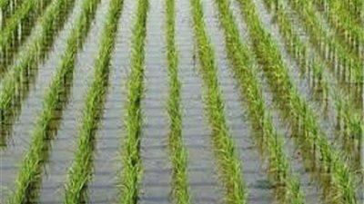 تعرف على أخطر الأمراض الفطرية التى تصيب محصول الأرز