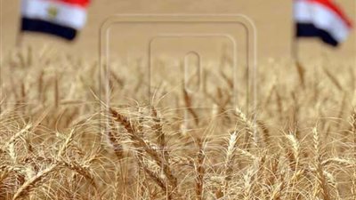 استلام 125 ألف طن قمح بالصوامع والشون منذ بداية موسم التوريد ببني سويف