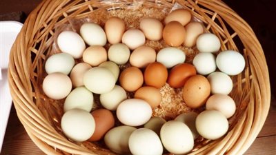الثروة الداجنة: 9 جنيهات تراجعا في أسعار كرتونة البيض خلال أسبوع