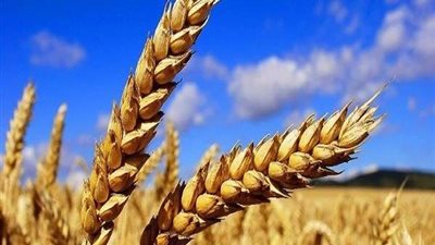 صوامع وشون المنيا تستقبل 239 ألف طنًا من القمح