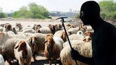 سقوط عصابة سرقة المواشي في قبضة أمن سوهاج