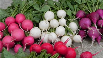 5 فوائد لاتعرفها عن تناول اللفت.. أبرزها تنظيم الضغط ومحاربة السرطان