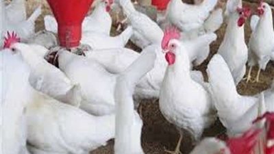 استقرار في أسعار الدواجن اليوم الجمعة