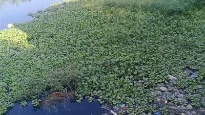 بسبب إهدار المياه.. إحدى قرى الواسطى يناشدون محافظ بني سويف إزالة ورد النيل