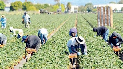 معونات بالمليارات للمزارعين الأمريكيين بسبب الحرب التجارية مع الصين