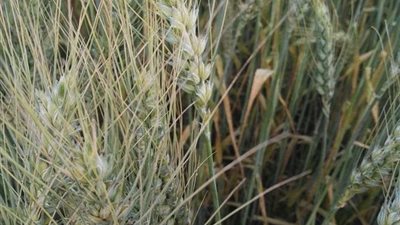 تزامنًا مع موسم الحصاد.. استقرار توريد 