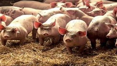 فيتنام تعدم  1.7  مليون خنزير بسبب الحمى الأفريقية