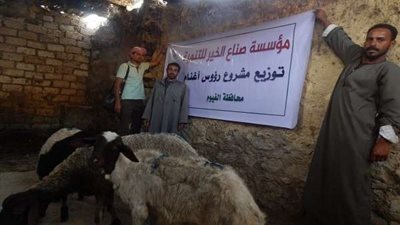 صُناع الخير تطلق قافلة مساعدات لتوزيع رءوس أغنام على غير القادرين