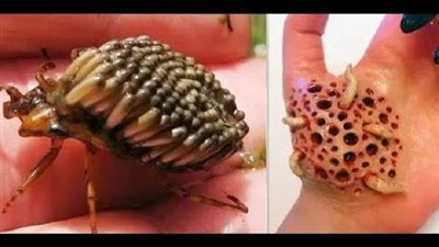 أخطر 5 حشرات فى العالم.. لدغاتها تسبب الموت