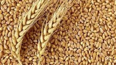 ارتفاع كمية توريد القمح بالدقهلية إلى 177 ألف طن