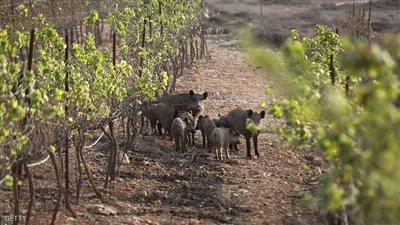 فيتنام تعدم مليوني خنزير