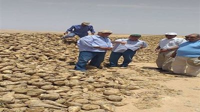 الزراعة تبدأ أول حصاد للبنجر بمشروع غرب غرب المنيا
