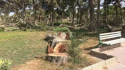 فرج عامر يتقدم ببيان عاجل بشأن قطع الأشجار النادرة بحدائق المنتزه